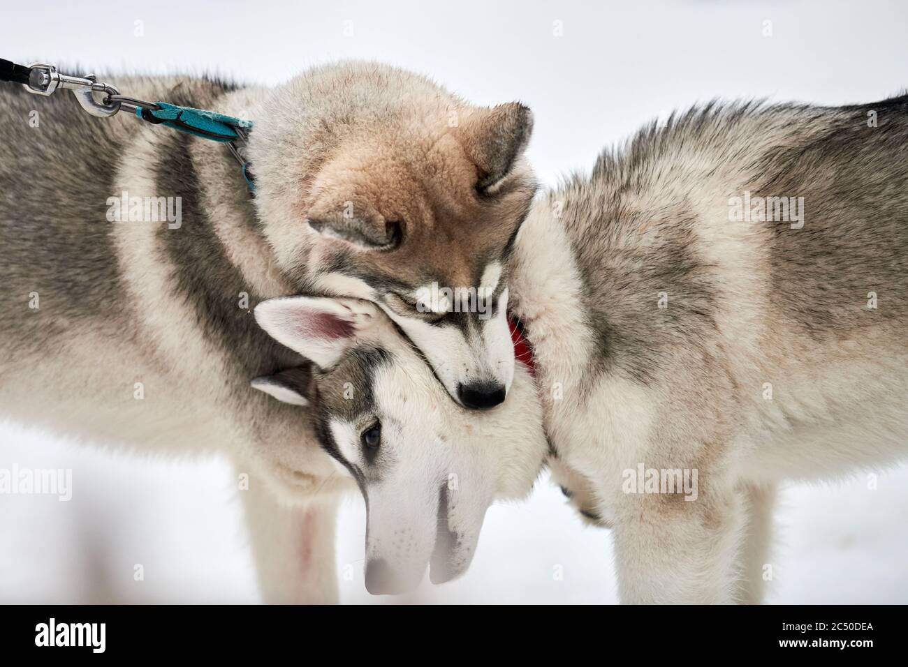 Perros Husky jugando en la nieve. Divertido siberiano perros trineos juegos  de invierno con corteza y mordeduras. Comportamiento agresivo de las  mascotas Fotografía de stock - Alamy