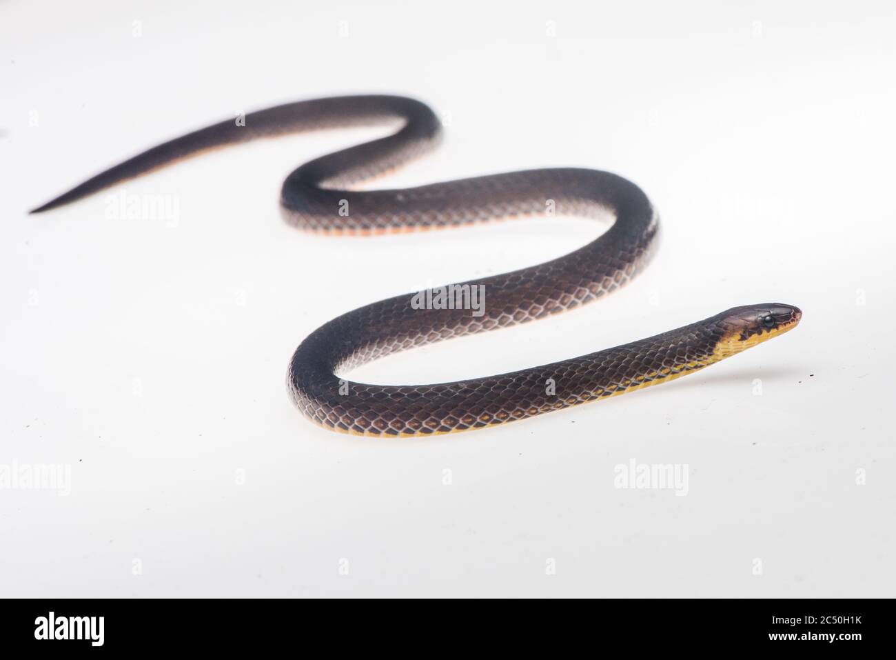 La serpiente molida de Orces (Atractus orcesi), una pequeña serpiente secreta que se encuentra en unos pocos sitios de las estribaciones amazónicas del Ecuador. Foto de stock