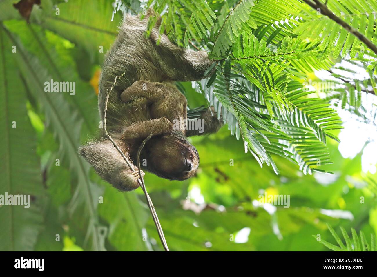 Pereza de garganta marrón (Bradypus variegatus), hembra con escalada, Costa Rica, la Fortuna Foto de stock