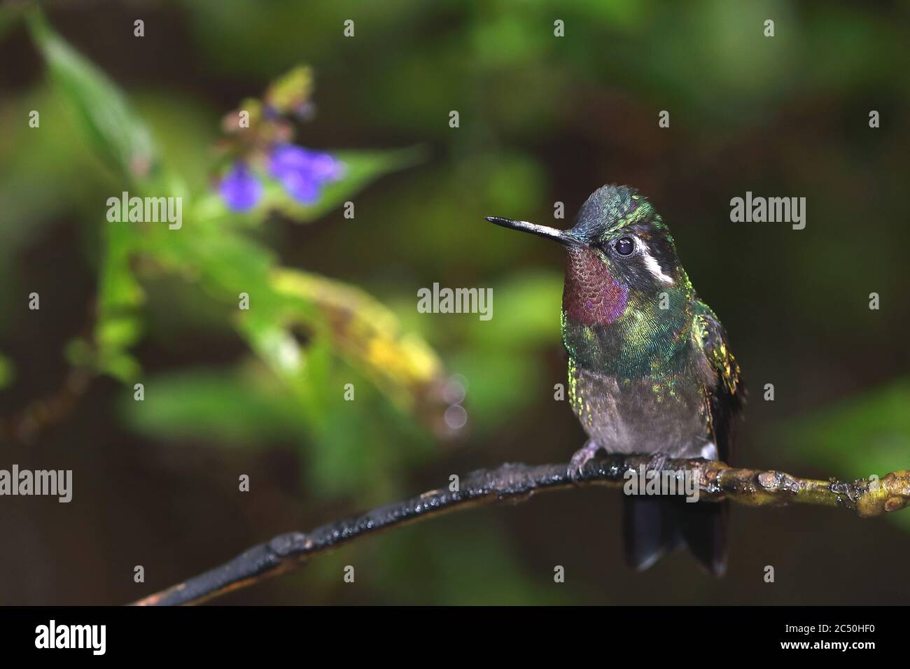Gema de montaña de garganta púrpura (Lampornis calolaema), macho encaramado en una rama, Costa Rica, Monteverde Foto de stock