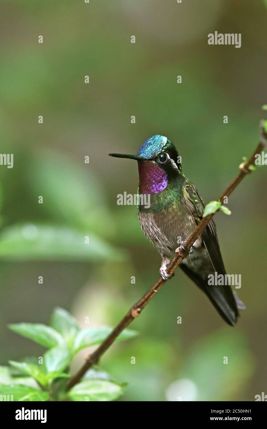 Gema de montaña de garganta púrpura (Lampornis calolaema), macho encaramado en una rama, Costa Rica, Monteverde Foto de stock