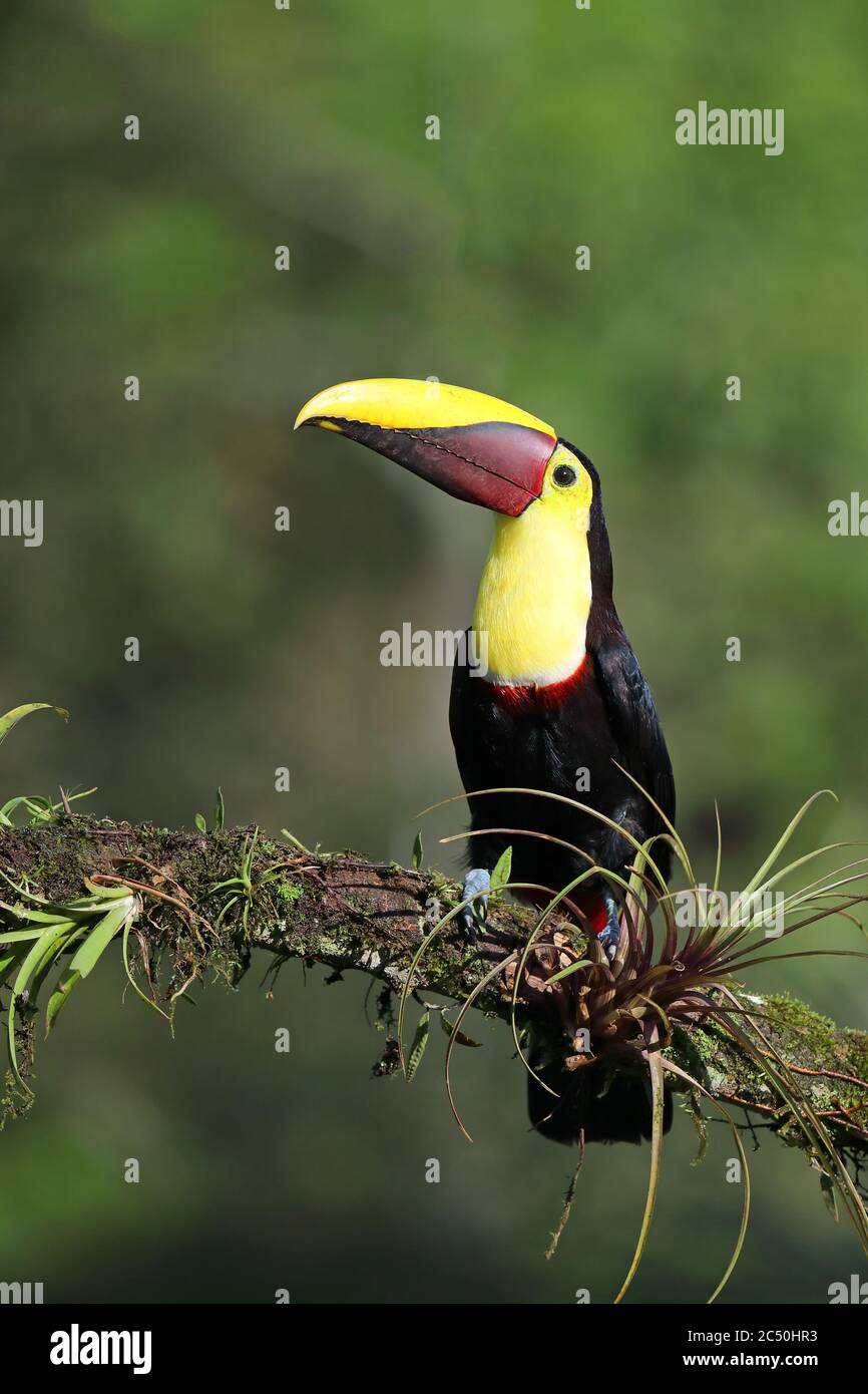 Tucan de mandigos negros (Ramphastos ambiguus), sitzt auf einem Ast, Costa Rica, Boca tapada Foto de stock