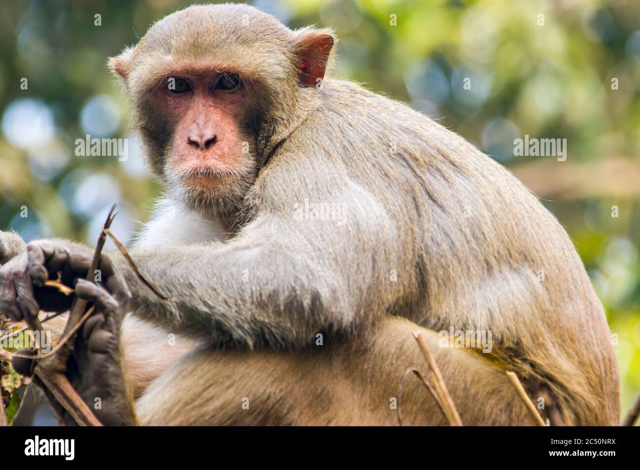 Un macaque Rhesus salvaje (Macaca mulatta) en el zoológico de Delhi se sienta en las barras de acero con cara nerviosa. Es una de las especies más conocidas de monos del Viejo Mundo Foto de stock