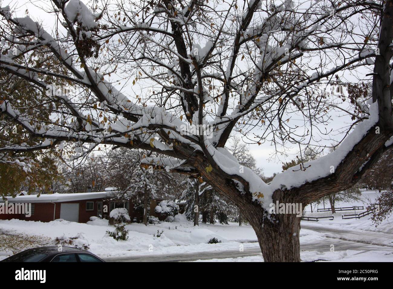 Gran tormenta de nieve ligera de 12 pulgadas en Littleton Colorado justo al sur de Denver con nieve fresca pesada en la capucha vecina. Foto de stock
