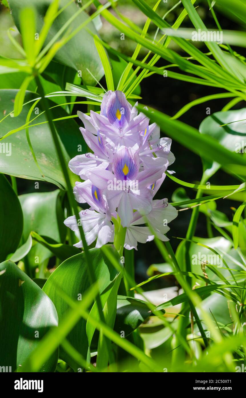 La flor de jacinto de agua (o Eichhornia crassipes es nombre botánico) es  Bloom en la luz del sol en la temporada de verano Fotografía de stock -  Alamy