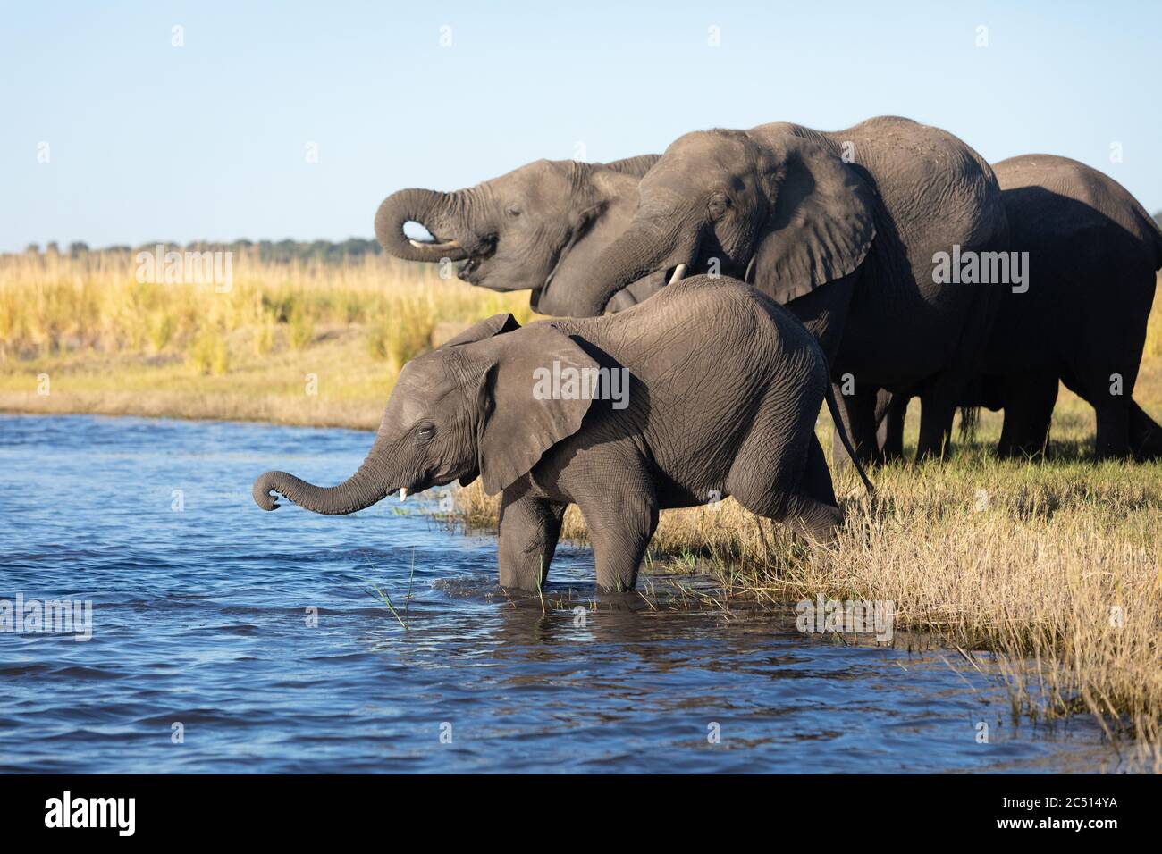 Elefante Bebe En El Agua Fotos E Imagenes De Stock Alamy Elefante Bebe En El Agua Fotos E Imagenes De Stock Alamy