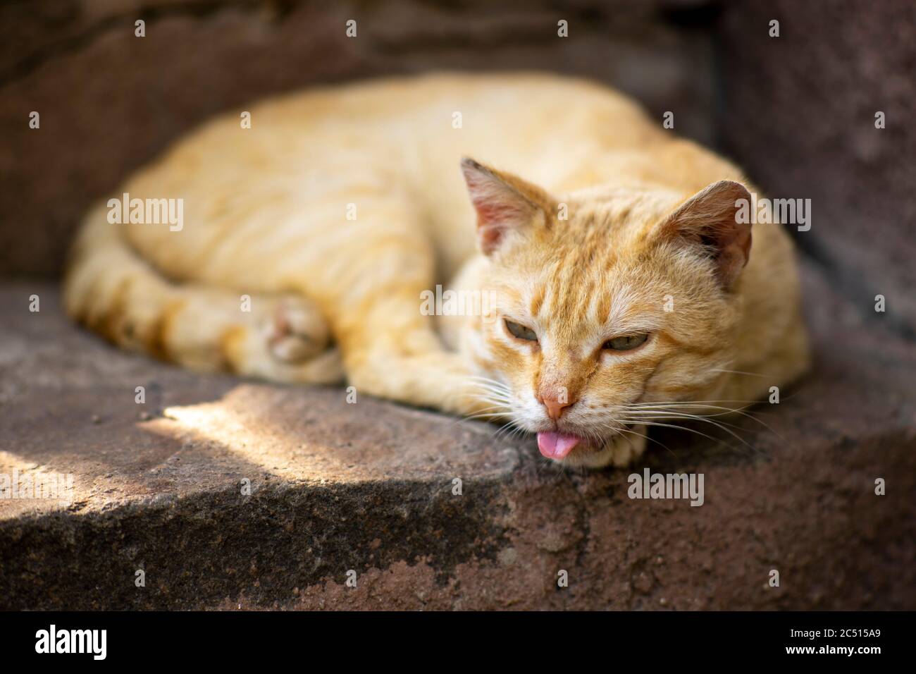 Gato de jengibre tumbado en escalones de piedra con lengua saliente Foto de stock