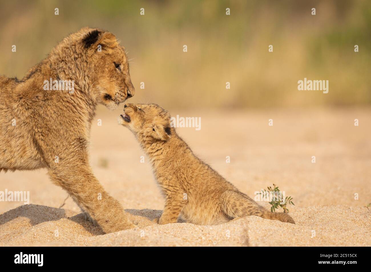 León bebé saludando a un hermano mayor en la cálida luz de la tarde sentado en el lecho de arena del río en el Parque Nacional Kruger de Sudáfrica Foto de stock