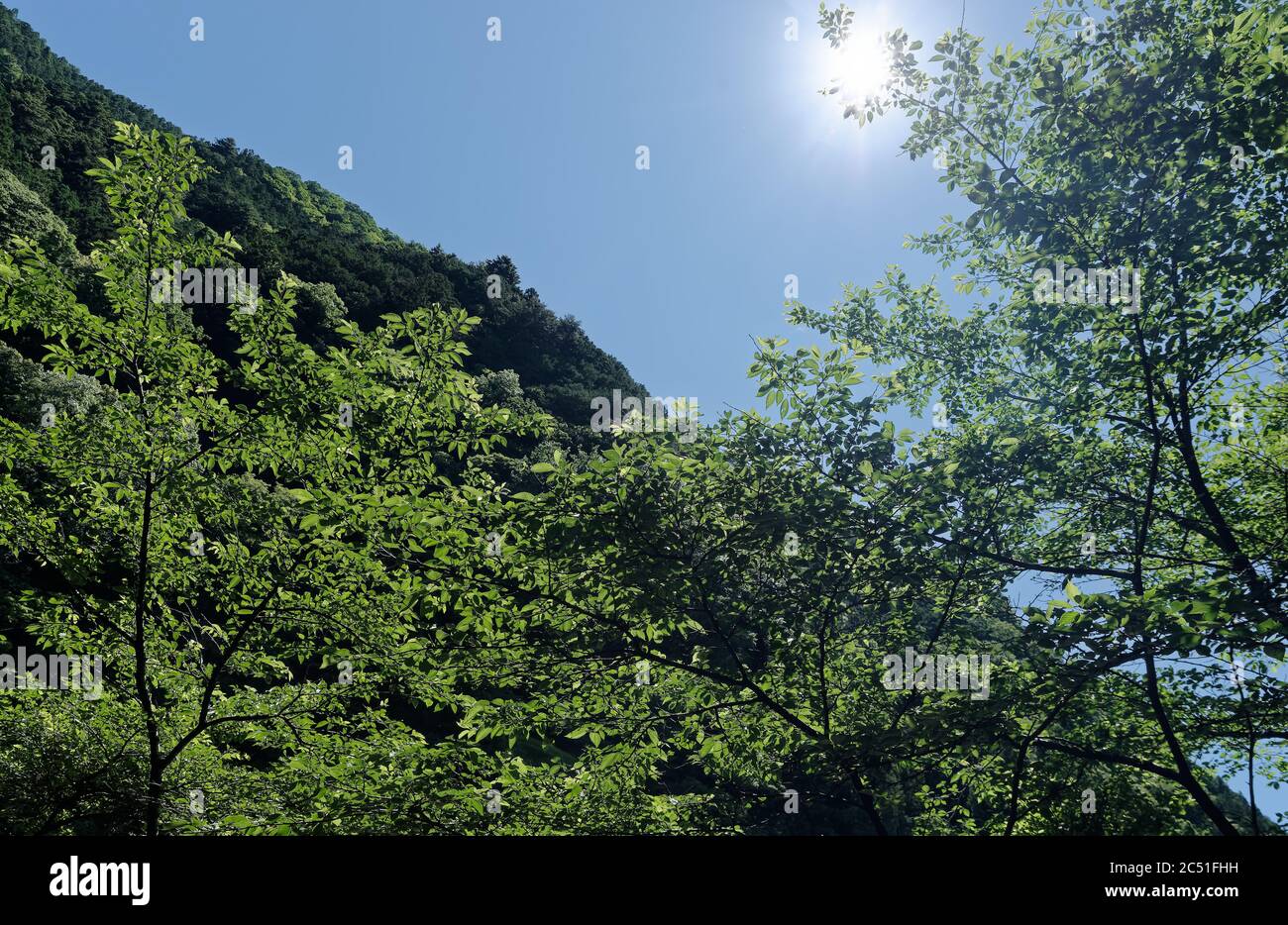 Mirando hacia una ladera boscosa y un cielo azul claro desde debajo de un follaje escaso en una mañana de verano Foto de stock