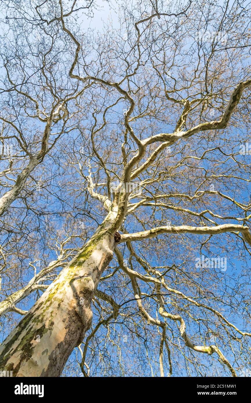 Árbol plano sin hojas con muchas ramas en el sol de la mañana Foto de stock