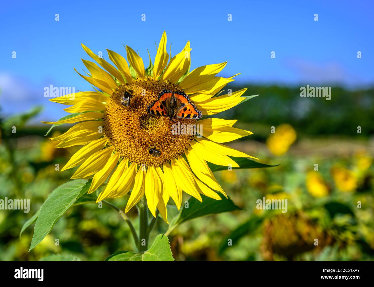 Un solo girasol contra un campo de girasoles con abejorros y mariposa Tortoiseshell Foto de stock