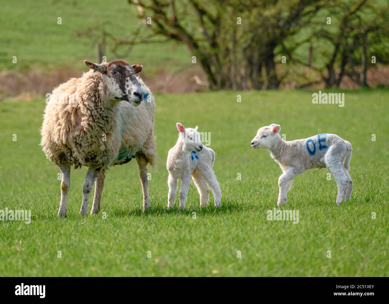Ovejas y corderos gemelos recién nacidos Foto de stock