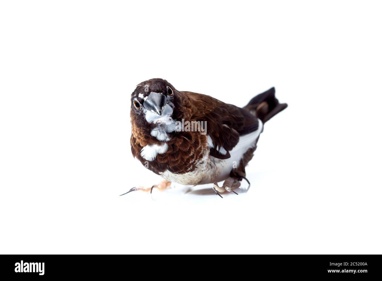 El pájaro japonés con plumas marrones y blancas se sienta y mirando al  marco aislado sobre un fondo blanco, la observación de aves se mofa hasta  ornitólogo veterinario Fotografía de stock -
