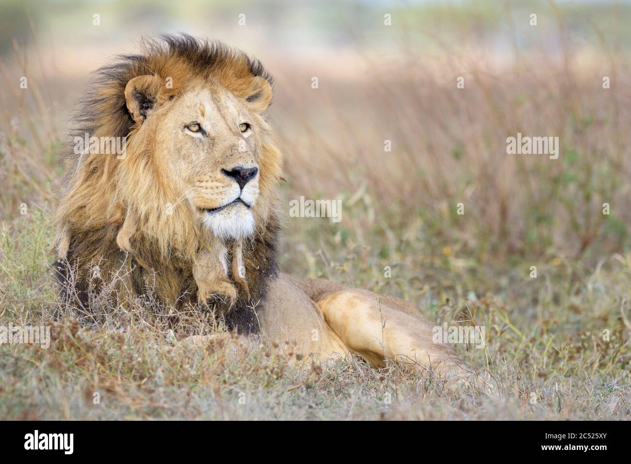 Retrato masculino del León Africano (Panthera leo), acostado en la sabana, Área de Conservación de Ngorongoro, Tanzania. Foto de stock