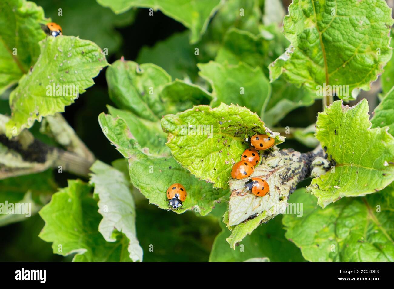 Siete aves mariquitas Coccinell septempunctata se alimentan de áfidos en una planta de Asteraceae en junio, control biológico de plagas Foto de stock