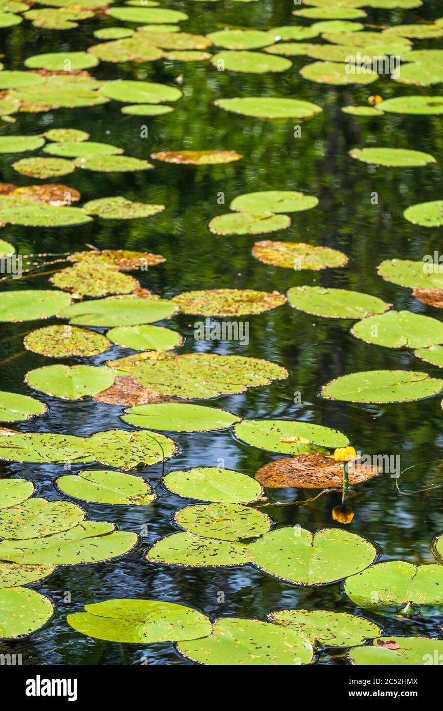 Lago con lirios de agua amarillos en flor Foto de stock