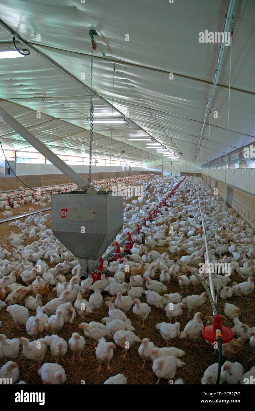 Dentro de una casa de pollos de asar de gama libre. Pollos especialmente  criados cruzando pollo de carne con pollo ponchado grande para producir  pollo de carne que varía Fotografía de stock -