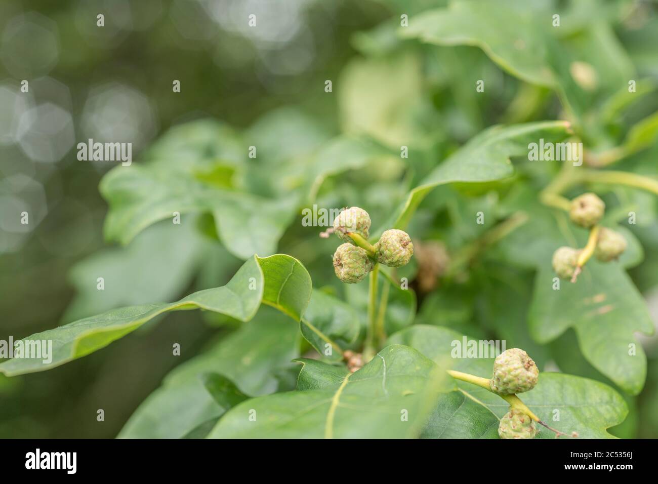 Pequeñas bellotas que se forman en Pedunculate Roble / Quercus robur árbol en verano. Metáfora de pequeños bellotas crecen, grandes cosas pequeños comienzos. Utilizado en curas Foto de stock