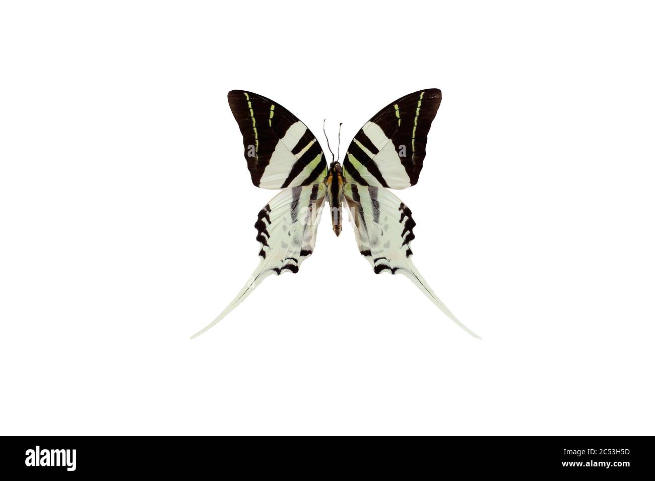 Blanco y negro Graphium Androcles Swordtail Indonesia Mariposa en la familia Papilionidae aislada sobre un fondo blanco con clippin Foto de stock