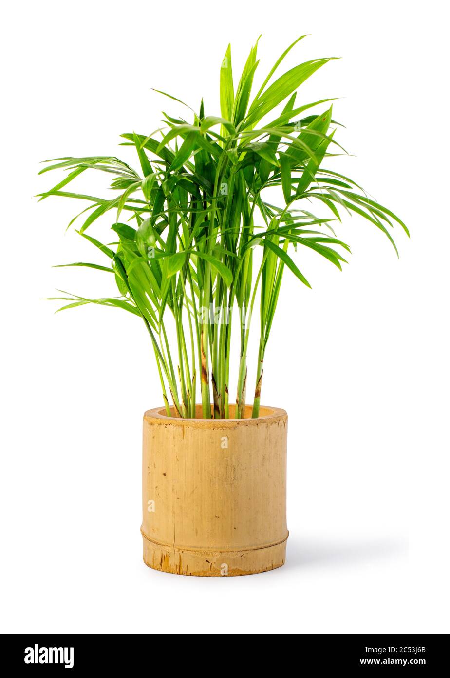 Planta de decoración en maceta de bambú aislada sobre fondo blanco  Fotografía de stock - Alamy