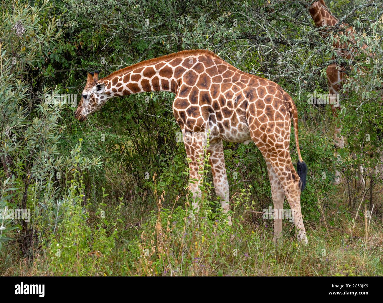 Giraffa camelopardalis rothschildi se alimenta en el Parque Nacional del Lago Nakuru, Kenia, África Foto de stock