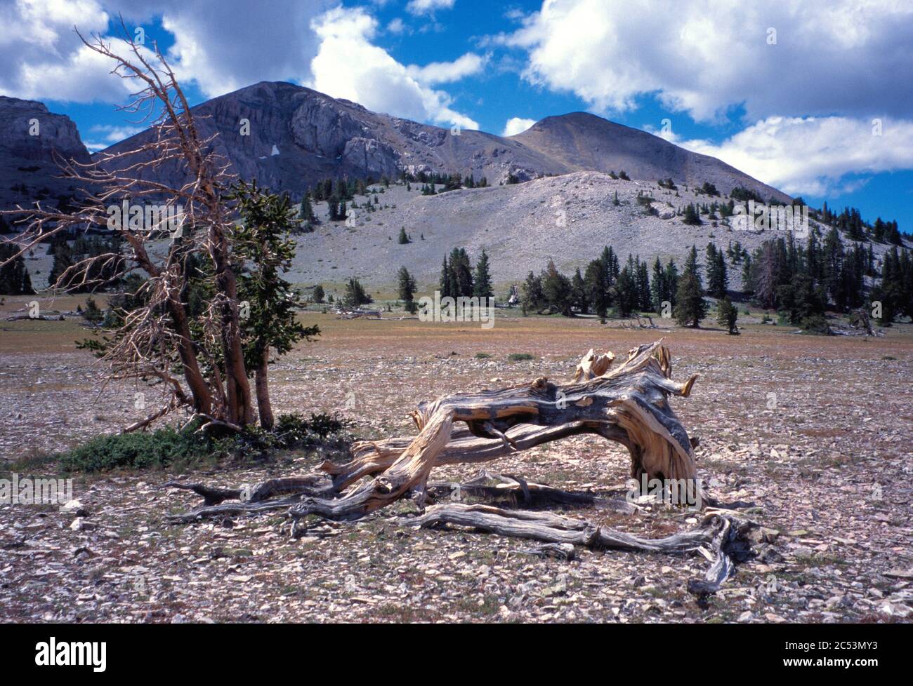 Parque Nacional Great Basin y Parque Natural Mount Moriah, Snake Range