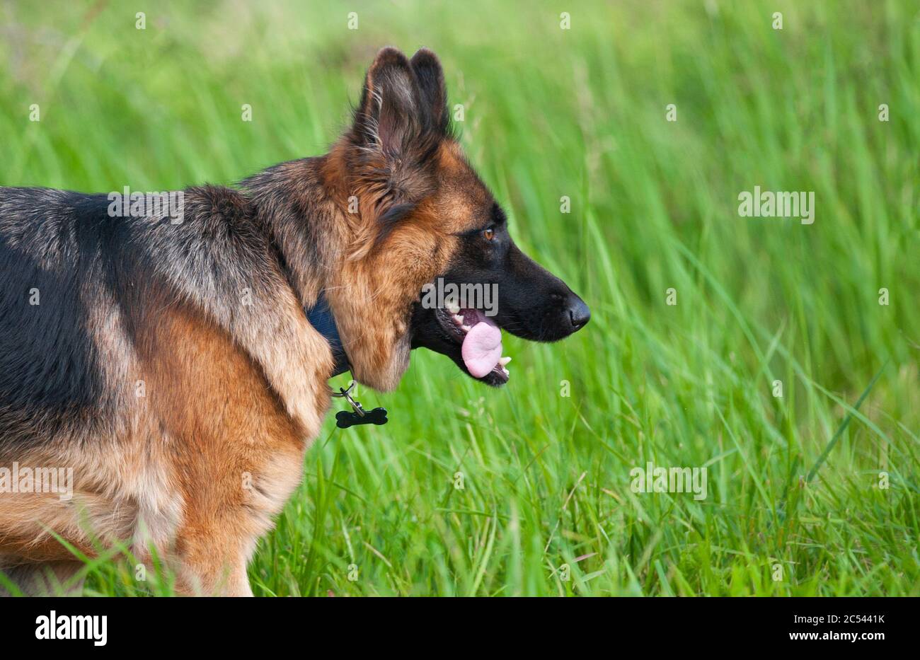 Perro pastor alemán en los campos. Guardia k-9 perro Foto de stock