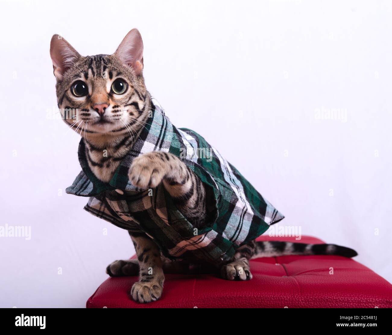 Estudio de un gato de bengala en una camisa a cuadros sobre una caja de  madera contra un fondo azul Fotografía de stock - Alamy
