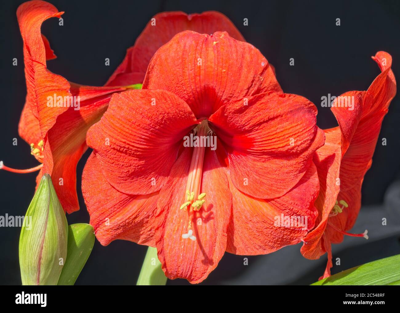 Flores de color rojo brillante de Amaryllis. Foto de stock