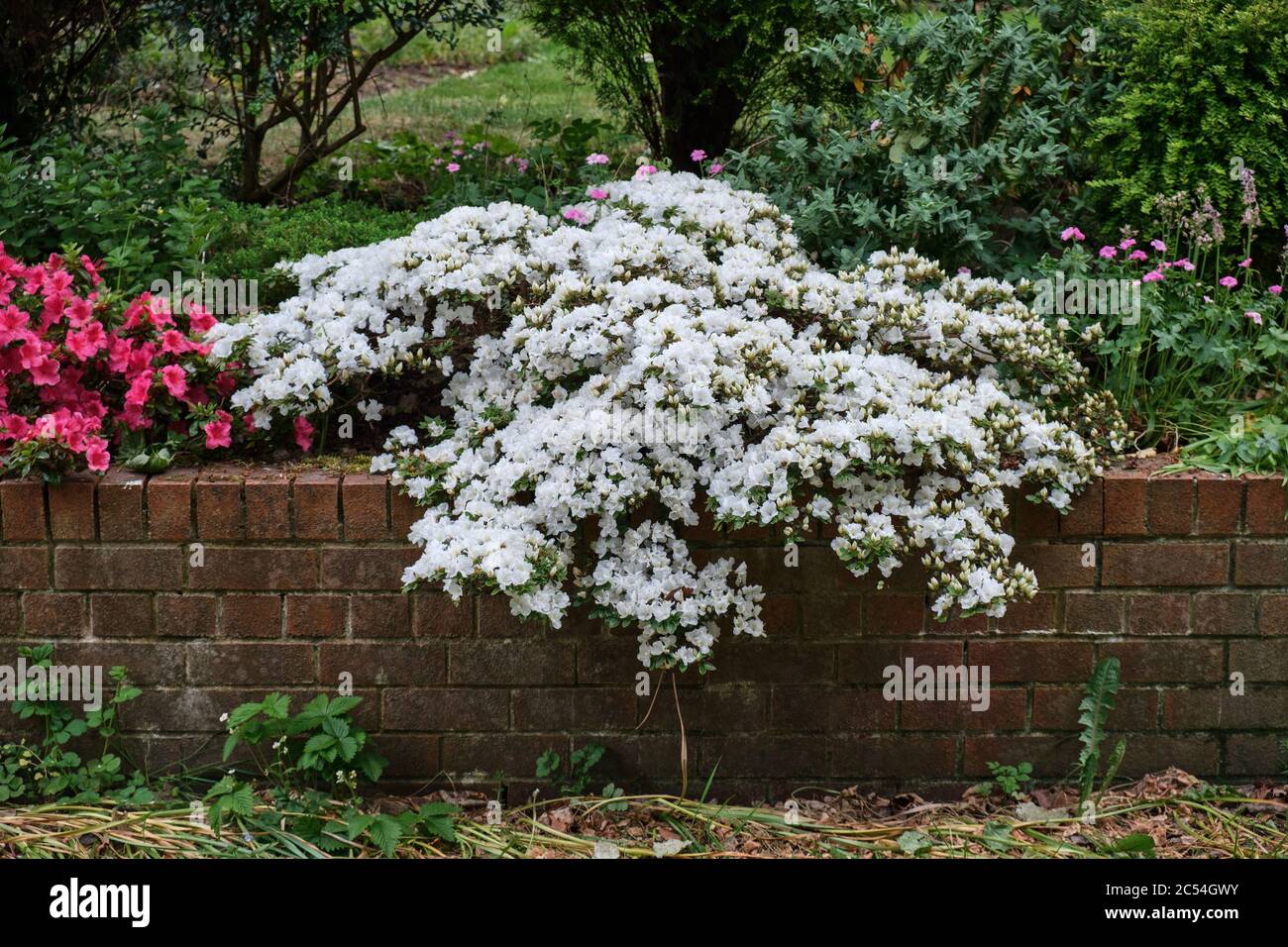Azalea blanca en flor creciendo sobre la pared del jardín de la casa en  primavera Fotografía de stock - Alamy