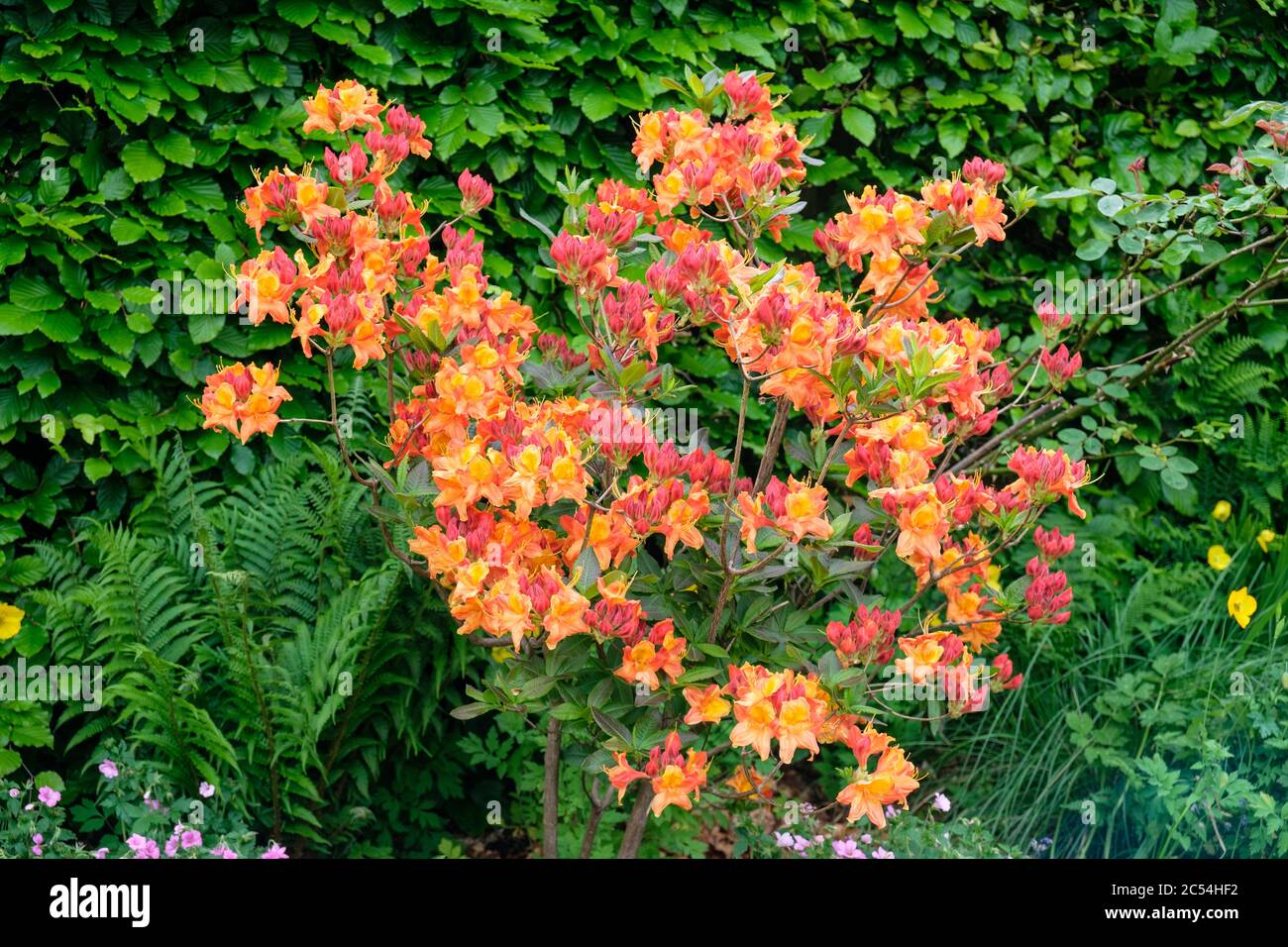 Arbusto de azalea naranja en flor en el jardín en primavera Fotografía de  stock - Alamy