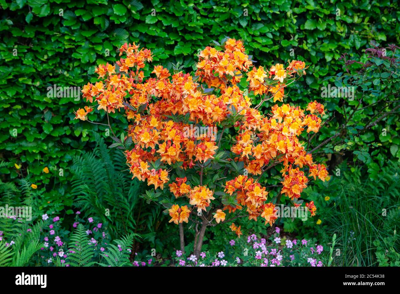 Arbusto de azalea naranja en flor en el jardín en primavera Fotografía de  stock - Alamy
