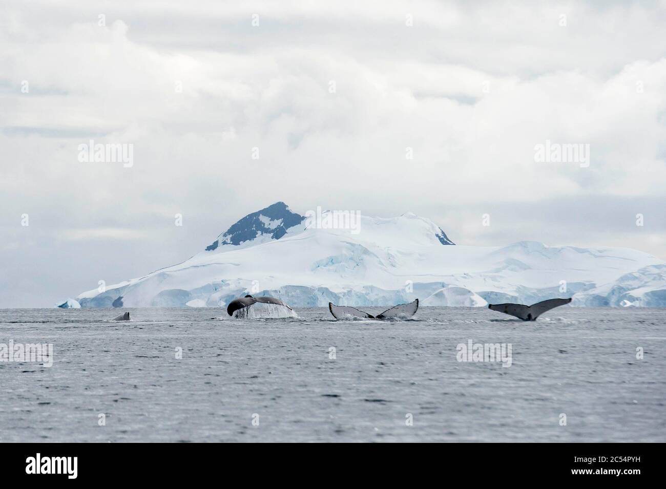 Ballena jorobada en Charlotte Bay Antarctica Foto de stock