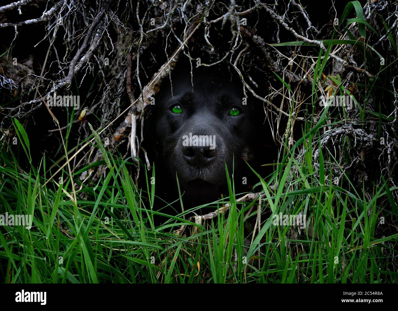Monstruo de ojos verdes fotografías e imágenes de alta resolución - Alamy