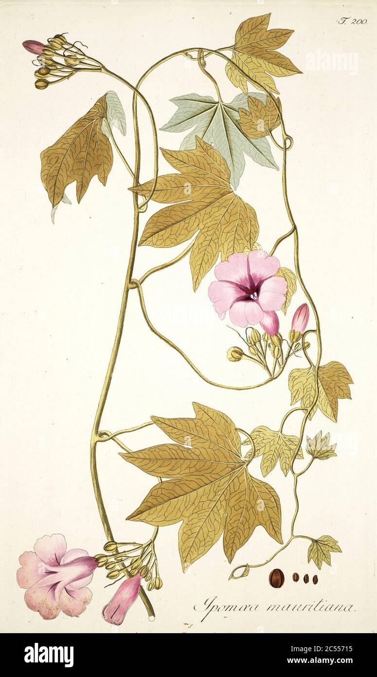 Ipomoea mauritiana Johannes Scharf. Foto de stock