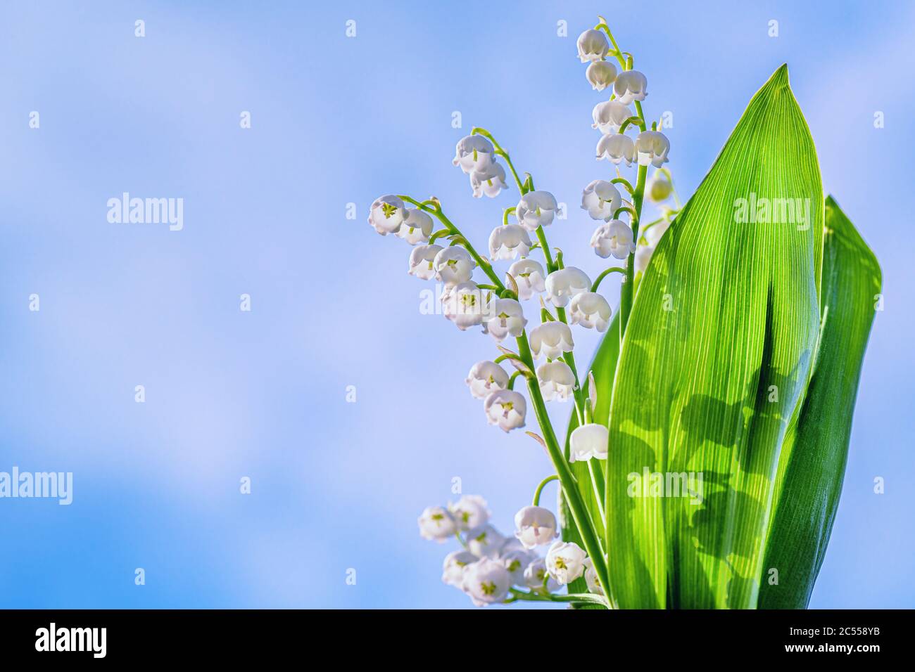 Flor Primavera Lily del Valle Fondo horizontal. Natural fondo de la naturaleza con flores floreciendo hermosas lirios del valle lirios-de-la-v Foto de stock