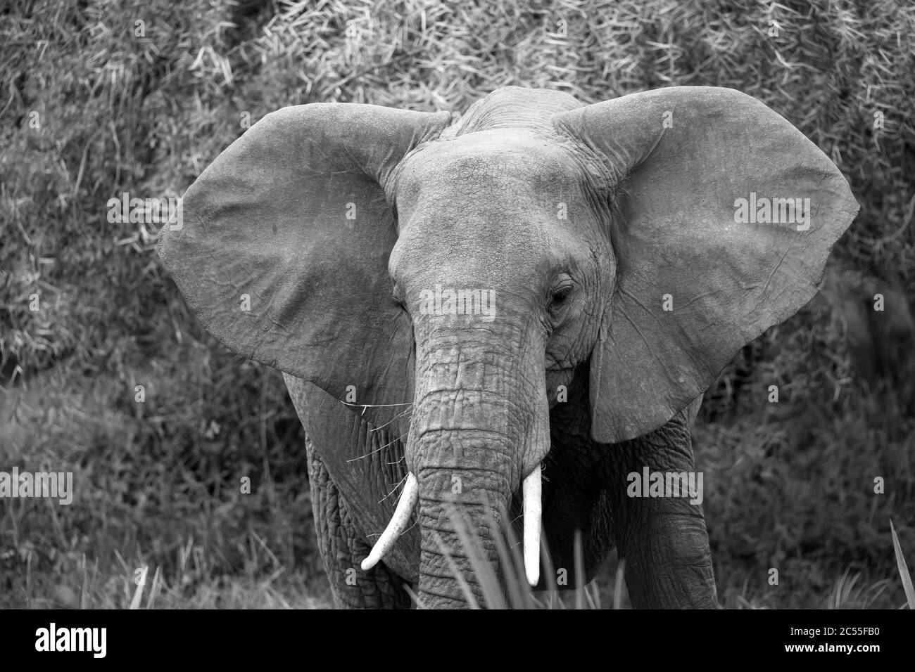 Los elefantes rojos caminan en la sabana entre las plantas Foto de stock