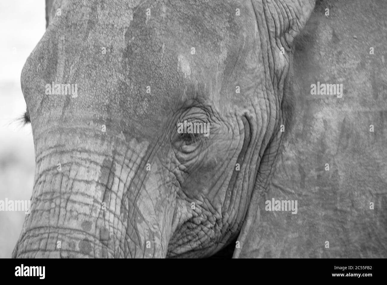 Una cara de un elefante rojo tomada de cerca Foto de stock