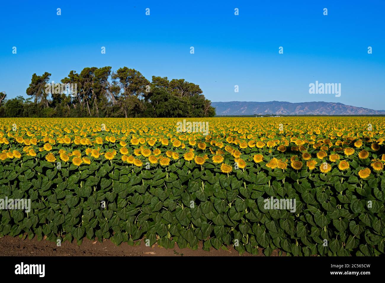 Girasoles en Dixon, California Foto de stock