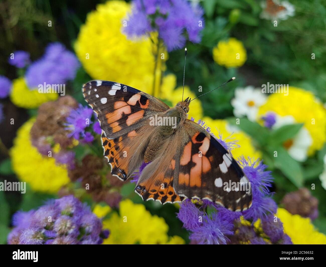 Mariposa sobre una flor morada Foto de stock