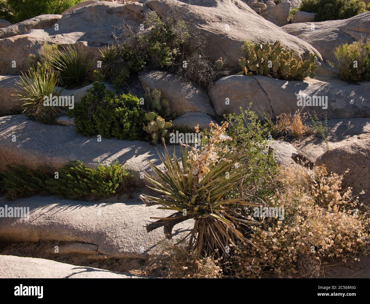 Entre las grietas crecen diversos cactus y plantas Foto de stock