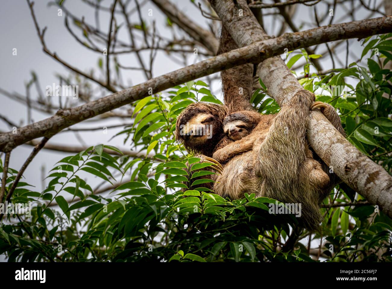 3 perezoso con el bebé subiendo una imagen de árbol Tomada en la selva tropical de Panamá Foto de stock