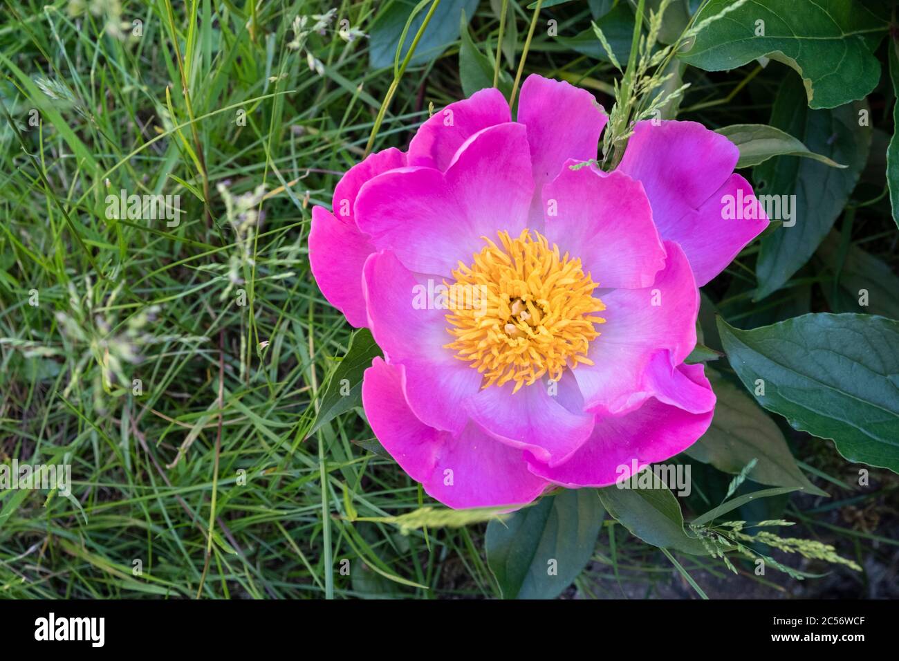 Flor rosa abierta de una peonía común en un jardín en Baviera Alemania Foto de stock
