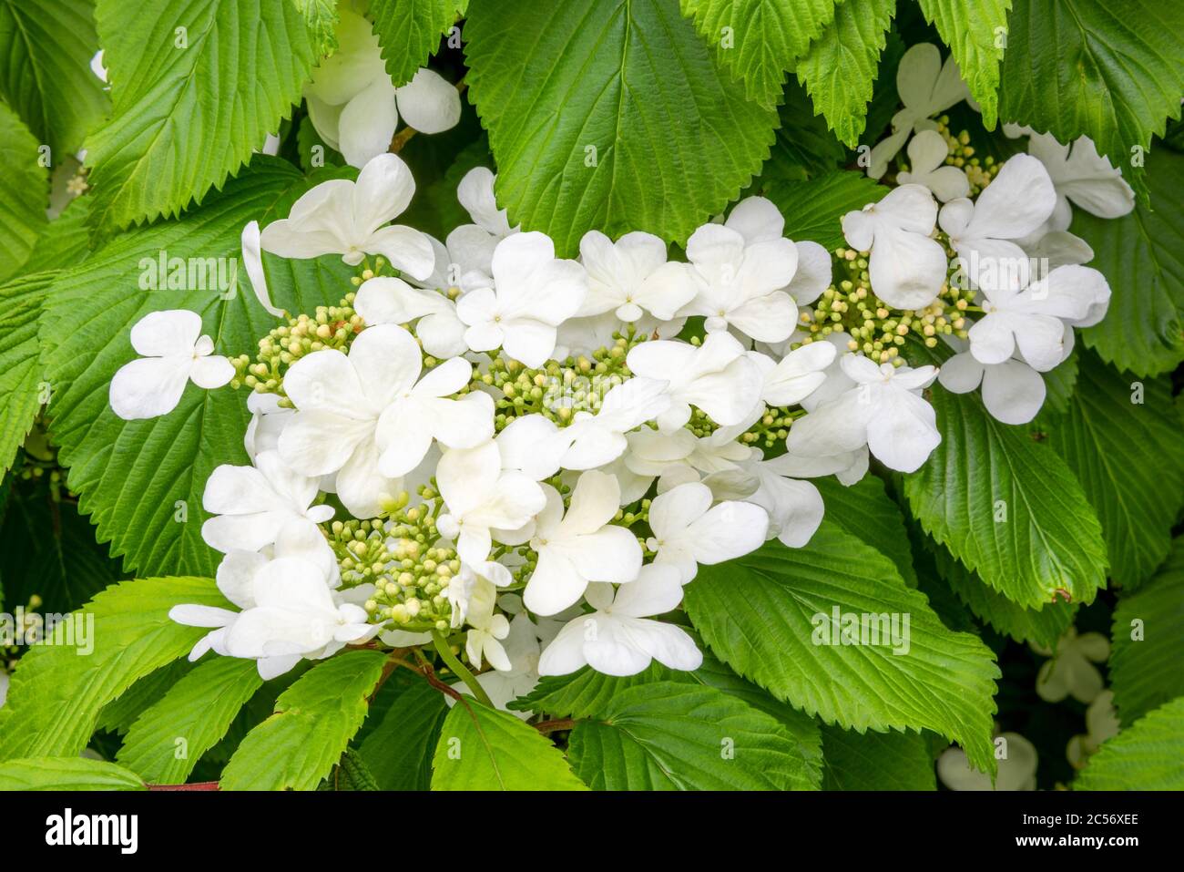 Primer plano de flores blancas Viburnum plicatum 'Mariesii' entre hojas verdes brillantes, Foto de stock