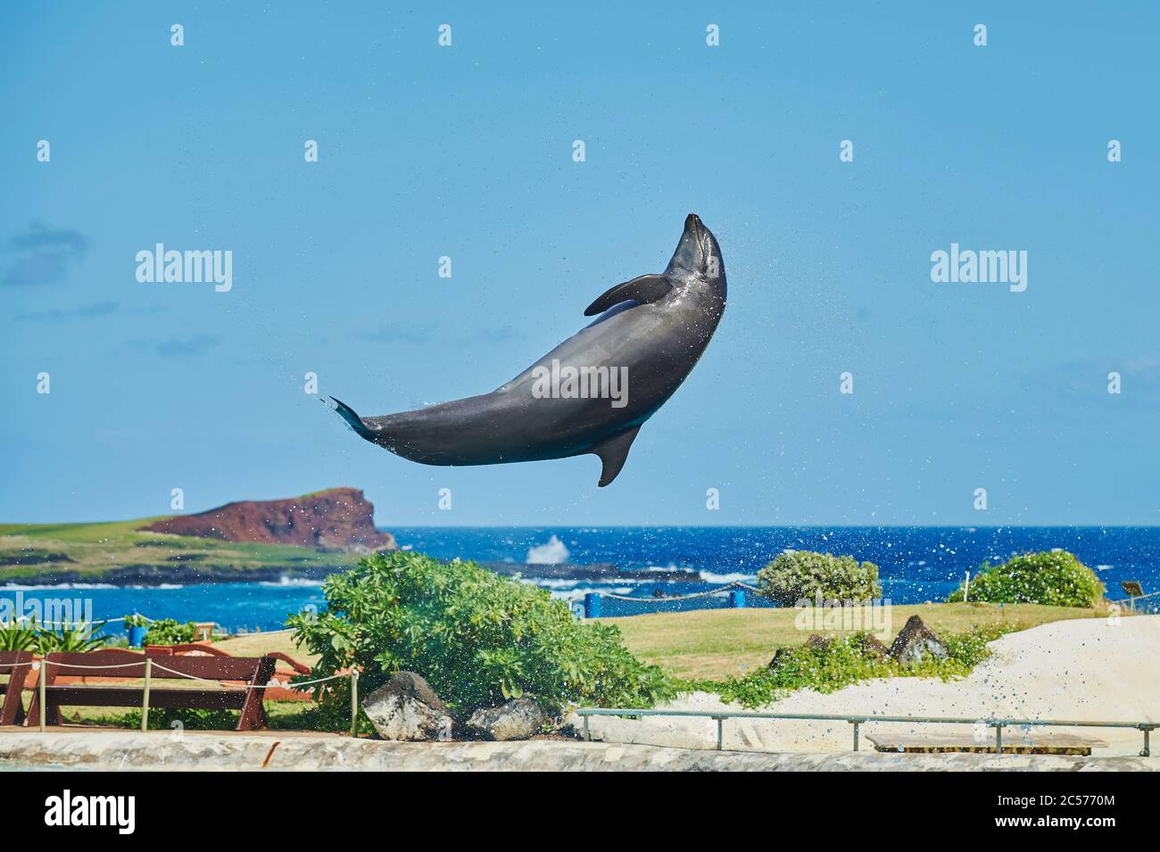 Delfín mular, Tursiops truncatus, saltando de lado, isla hawaiana de Oahu, Hawaii, estado de Aloha, Estados Unidos Foto de stock