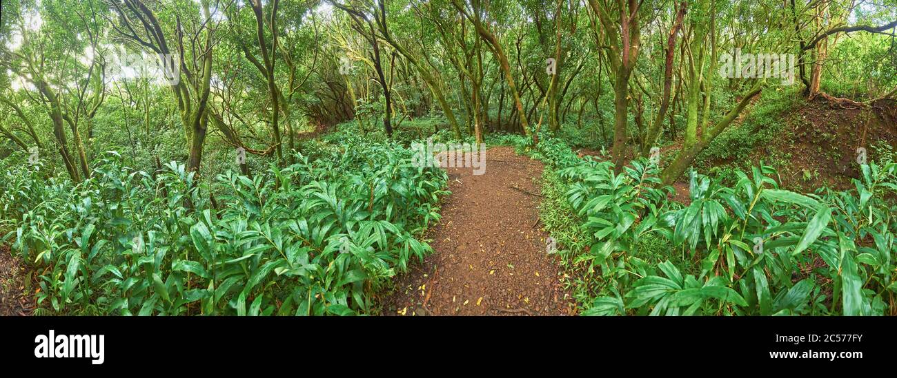Sendero de senderismo a través de la selva tropical "camino Lulumahu" a las cascadas de Lulumahu, isla hawaiana de Oahu, Oahu, Hawai, estado de Aloha, Estados Unidos Foto de stock