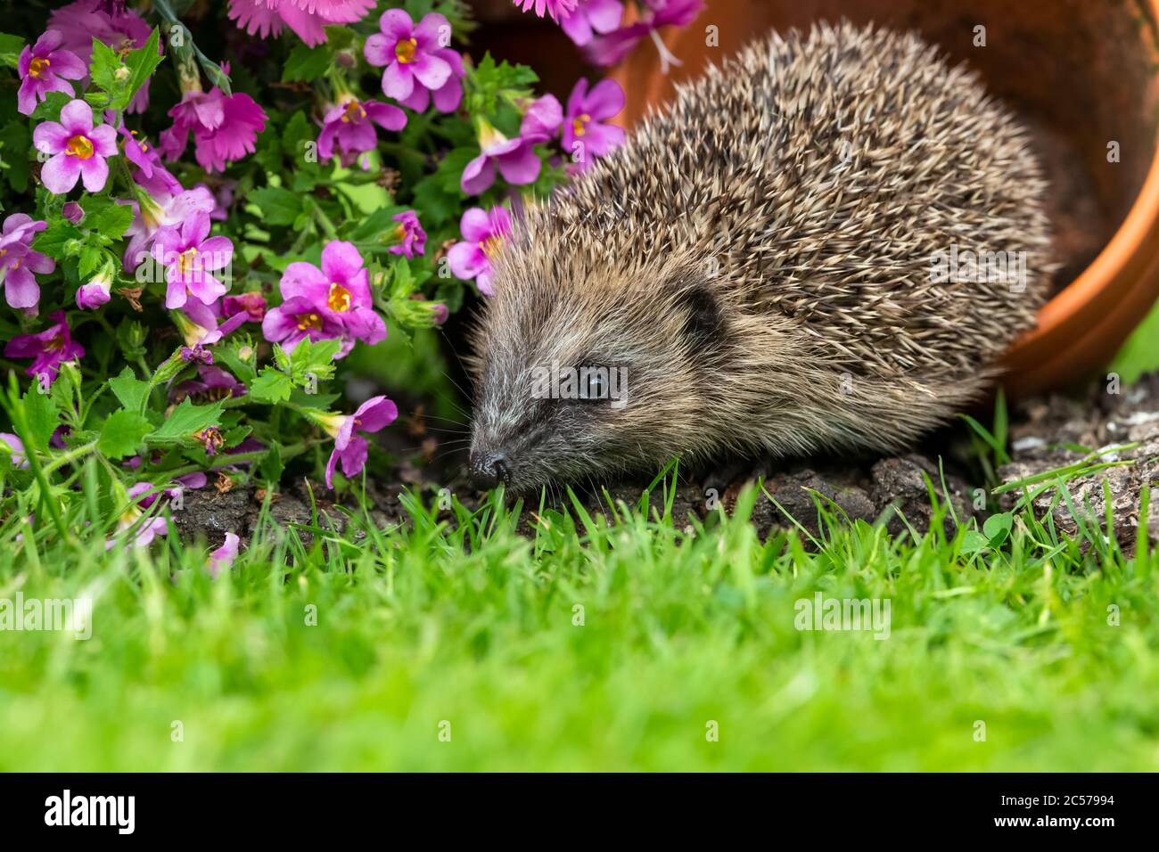 Hedgehog (Nombre científico: Erinace europaeus) Hedgehog juvenil, salvaje, europeo en verano, forrajeo en el jardín con flores de colores y maceta vegetal Foto de stock