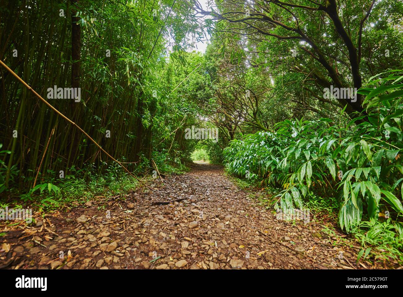 Sendero de senderismo a través de la selva tropical "camino Lulumahu" a las cascadas de Lulumahu, isla hawaiana de Oahu, Oahu, Hawai, estado de Aloha, Estados Unidos Foto de stock