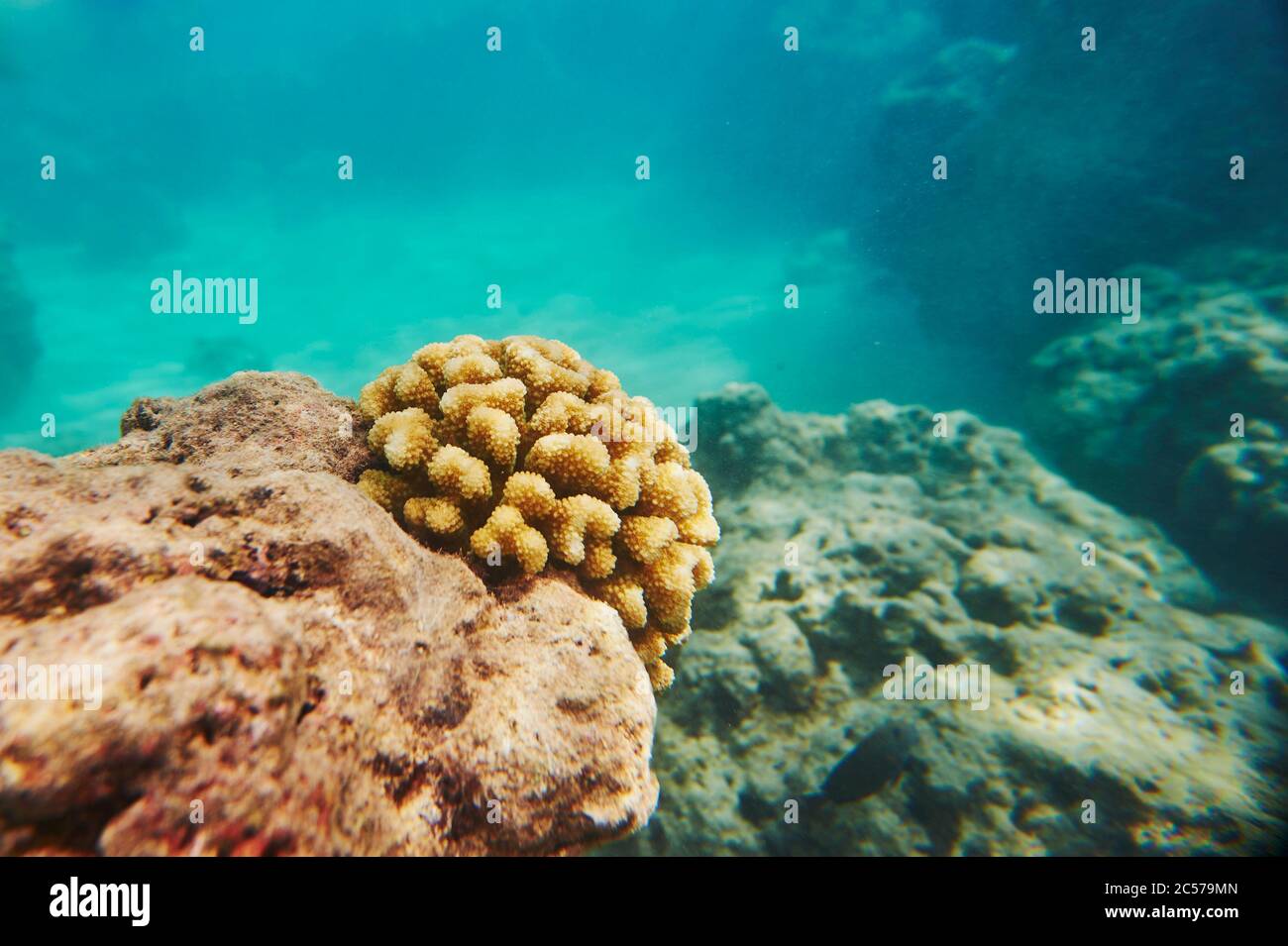 Coloridos arrecifes de coral, Mar de Coral, Bahía Hanauma, Isla Hawaiana de Oahu, Hawai, Estado Aloha, Estados Unidos Foto de stock