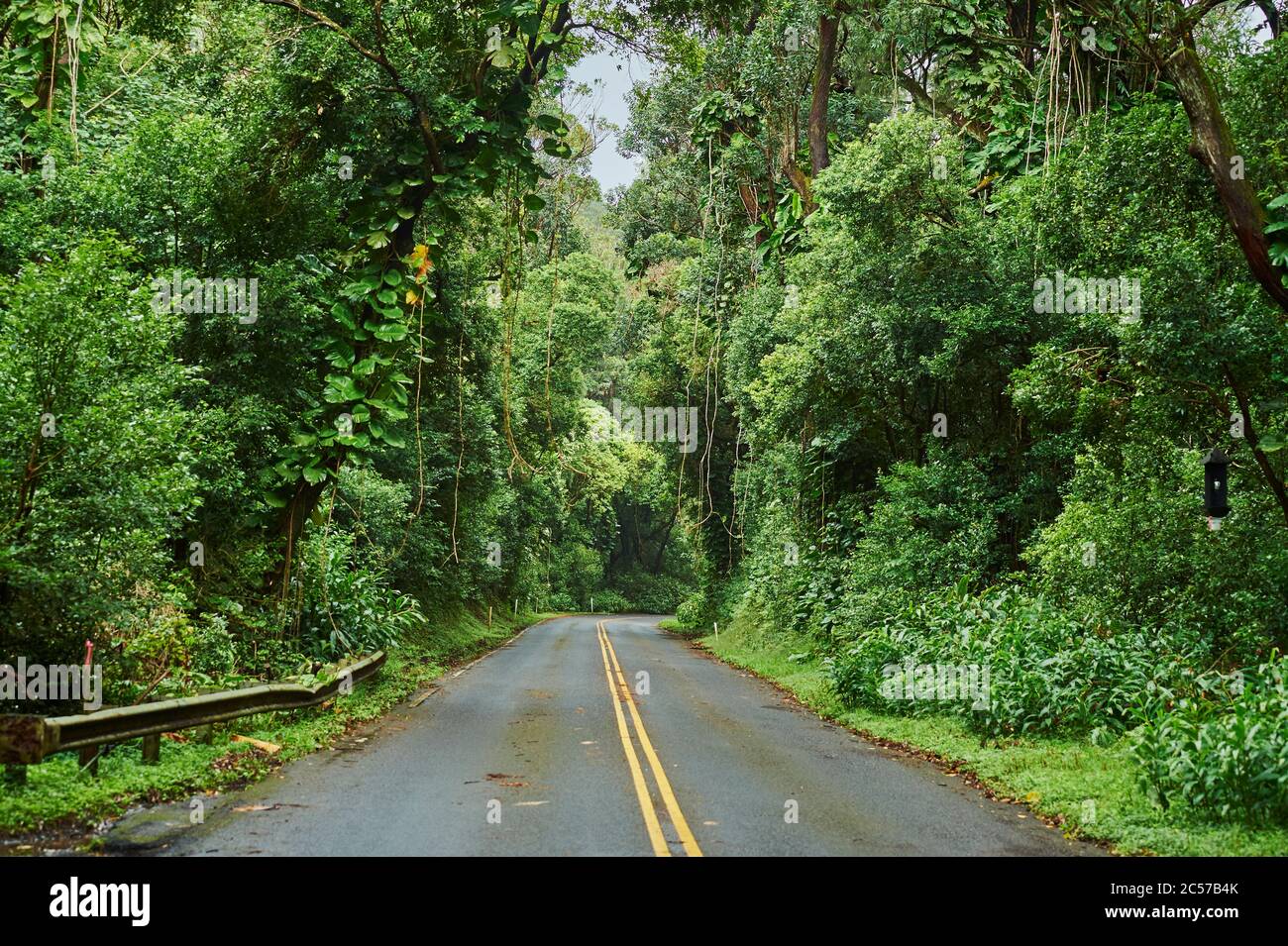 Recorra la selva tropical hasta el mirador de Nu'uanu Pali, Nu'uanu Pali, Honolulu, Isla de Oahu, Oahu, Hawaii, estado de Aloha, Estados Unidos Foto de stock